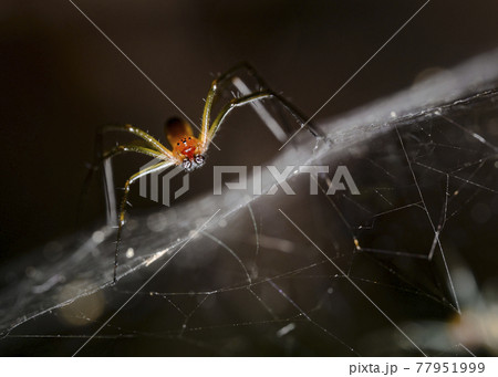 赤い蜘蛛の写真素材
