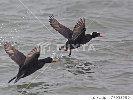 アラナミキンクロの写真素材
