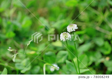 植物 雑草 白い花 小花の写真素材