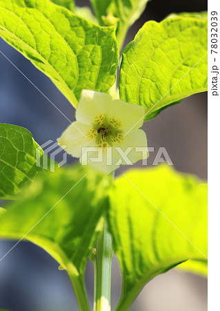 ほおずきの花の写真素材