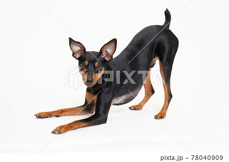 ミニチュアピンシャー かわいいの写真素材