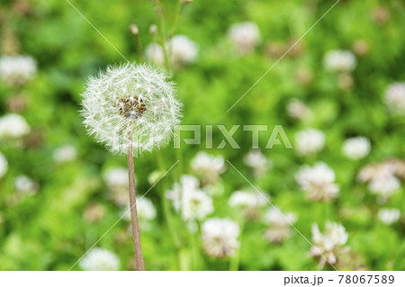 わたぼうし 花の写真素材