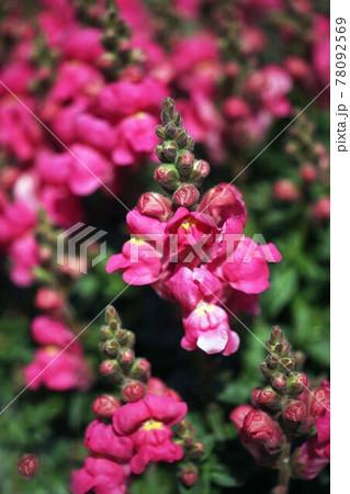 Snapdragon 花の写真素材