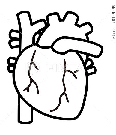 心臓解剖図のイラスト素材