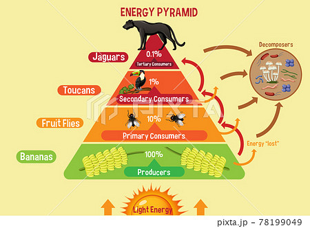 生態系ピラミッドのイラスト素材