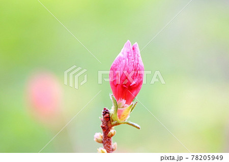 アゼリア 花の写真素材