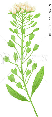 薺のイラスト素材