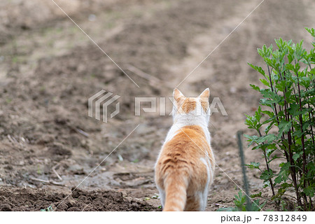 猫 後ろ姿の写真素材 - PIXTA