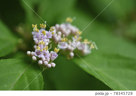 紫式部 花の写真素材