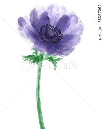 アネモネのイラスト素材
