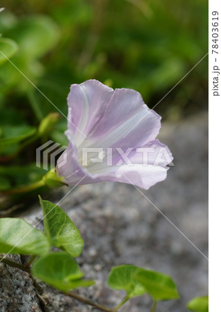 浜昼顔の写真素材