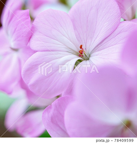 ゼラニウム 白 花壇 白い花の写真素材