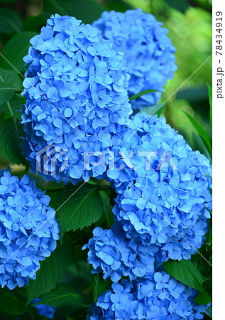 青の紫陽花 かたつむり 5月の花 6月の花の写真素材
