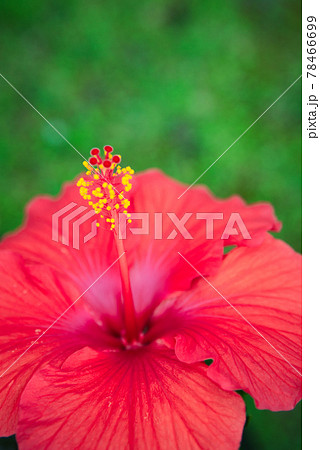 南国の花 赤い花 植物の写真素材