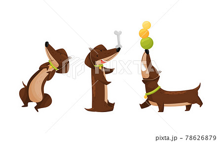 アナグマ狩猟犬の写真素材