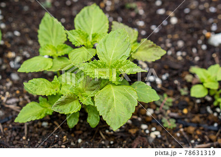 しそ科 野菜の写真素材