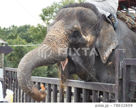 象の檻 象 檻 動物園の写真素材