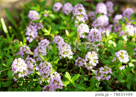 タイム 花 ハーブ タイムの花の写真素材