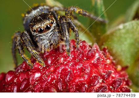 赤い小さい蜘蛛の写真素材