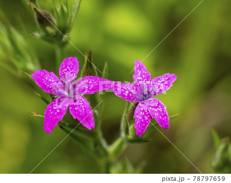 ノハラナデシコの写真素材