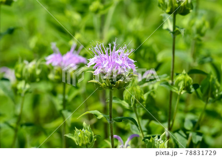 ヤグルマハッカ ベルガモット の写真素材