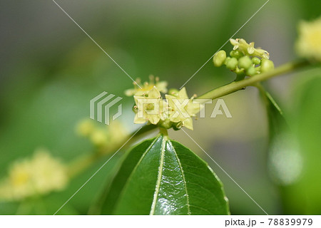 ナツメの花の写真素材