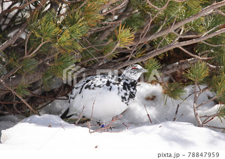 雷鳥 かわいい 冬 雪 可愛いの写真素材