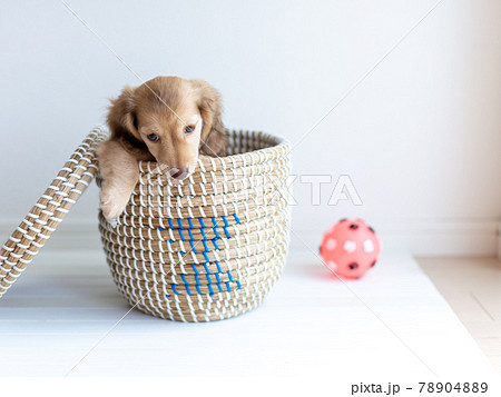 子犬 可愛い子犬 の写真素材集 ピクスタ