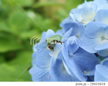 かわいい 小さな花 小さいの写真素材