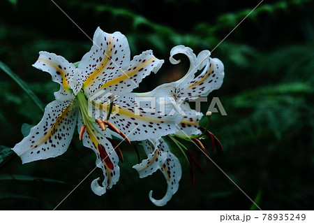 六枚の花弁の写真素材