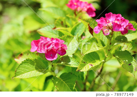 アジサイ あじさい 紫陽花 パリの写真素材