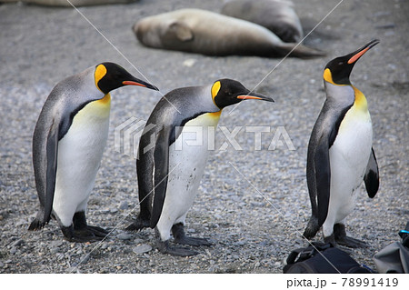 ペンギンの写真素材集 ピクスタ