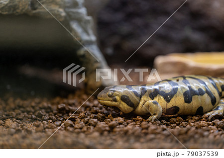 タイガーサラマンダーの写真素材