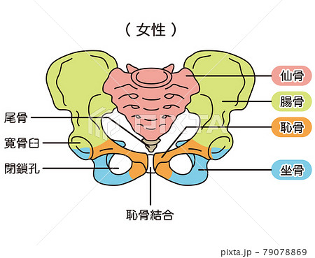 寛骨のイラスト素材