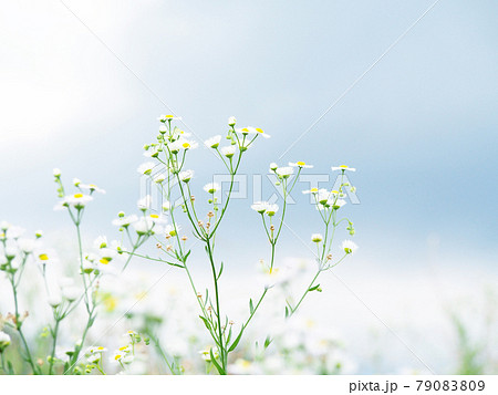 貧乏草 雑草 花の写真素材 - PIXTA