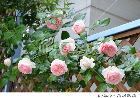 カップ咲き ピエール ド ロンサール つるバラ 薔薇の写真素材