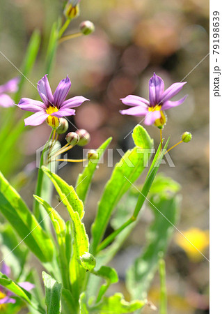 紫色の茎 雑草 植物の写真素材