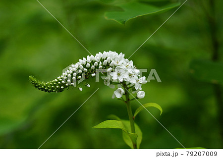 花 トラノオ 白い花 トラノオの花の写真素材