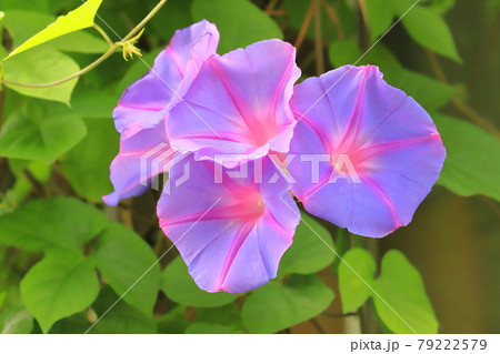 花 朝顔 真夏 薄紫色の写真素材