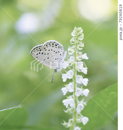 花の蜜を吸う虫の写真素材