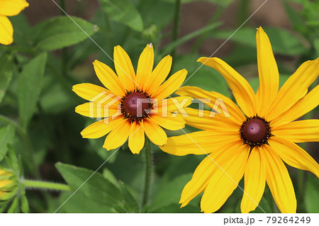 ルドベキア ヒルタの写真素材