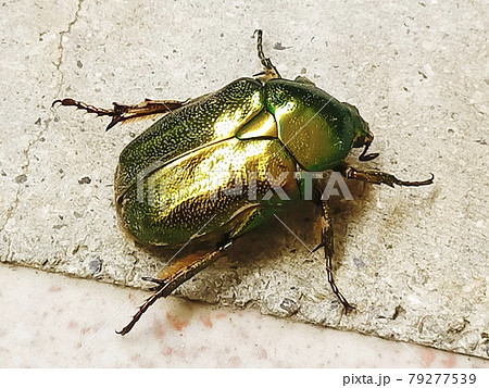 昆虫 沖縄 カナブンの写真素材