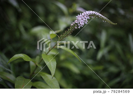 花 トラノオ 白い花 トラノオの花の写真素材