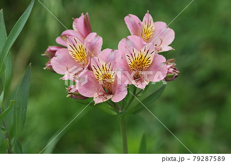 花 アルストロメリア 花畑 ピンクの写真素材