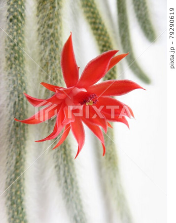 キャットテイルの花の写真素材