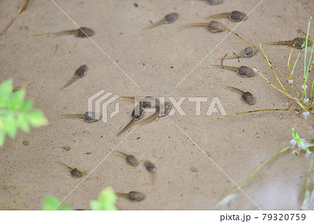 カエル足の写真素材