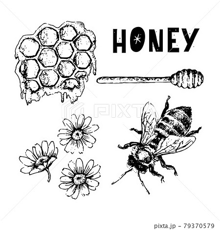 白黒ハチのイラスト素材