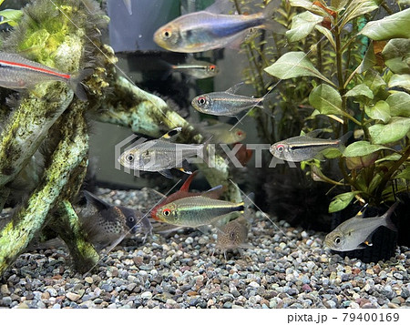 淡水熱帯魚の写真素材