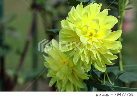 メキシコの国花の写真素材