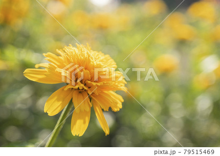 姫ひまわりの写真素材